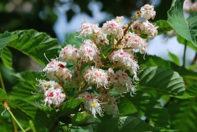 Aesculus hippocastanum - jírovec koňský (maďal) - květenství (34)
